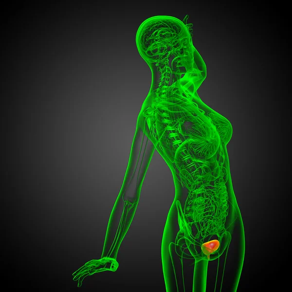 3D göra medicinsk illustration av urinblåsan — Stockfoto