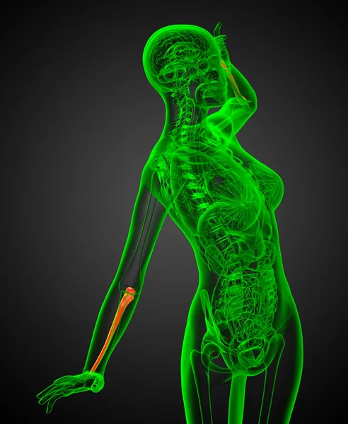 Illustration médicale 3d de l'os de l'ulna — Photo