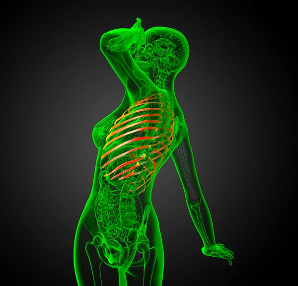 3d render illustration of the rib cage — Stock Photo, Image