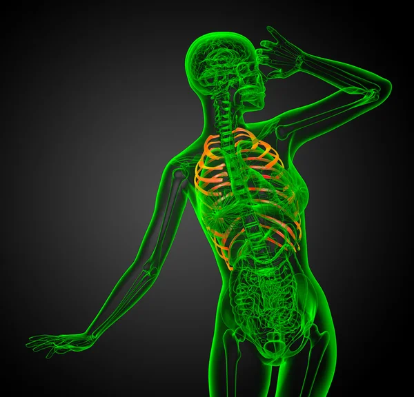 3d render illustration of the rib cage — Stock Photo, Image