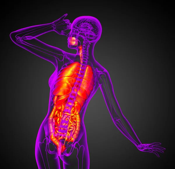 3D-Darstellung medizinischer Illustration des menschlichen Verdauungssystems und — Stockfoto