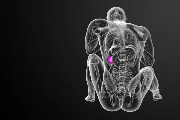 3D рендеринг медицинской иллюстрации селезенки — стоковое фото