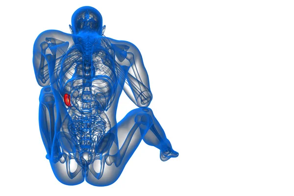 3d rendere illustrazione medica della milza — Foto Stock