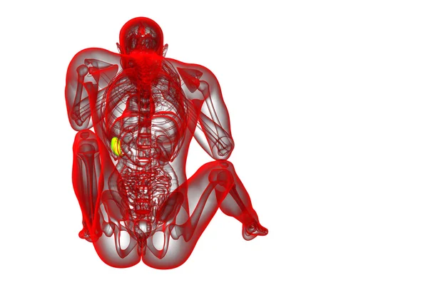 3d 렌더링 의료 일러스트 레이 션의 비장 — 스톡 사진