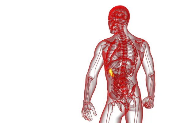 3d render medical illustration of the spleen — Stock Photo, Image