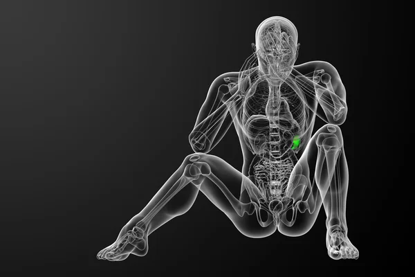 3D vykreslení lékařské ilustrace sleziny — Stock fotografie