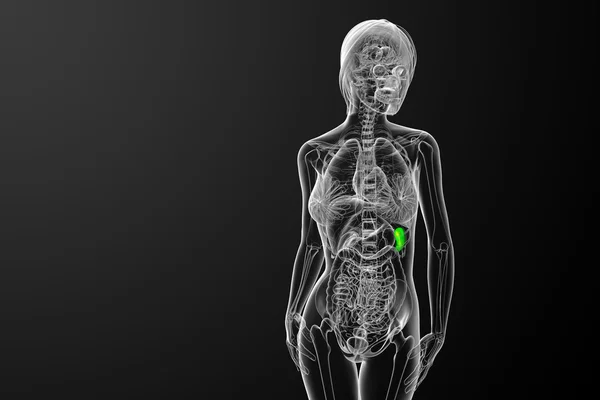 Fotos de Cuerpo humano radiografia, Imagens de Cuerpo humano radiografia  sem royalties