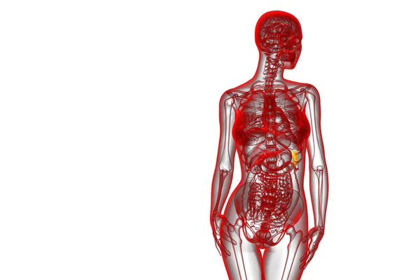 3D göra medicinsk illustration av mjälte — Stockfoto