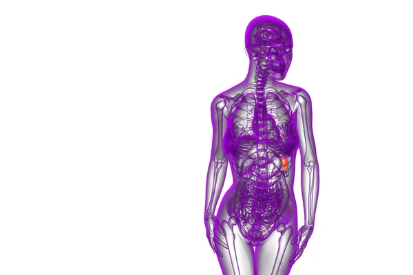 3D göra medicinsk illustration av mjälte — Stockfoto