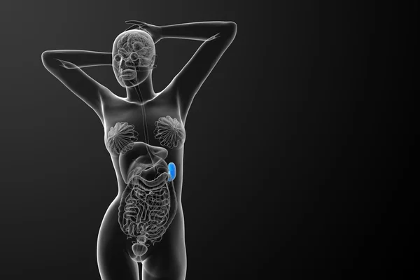 3D рендеринг медицинской иллюстрации селезенки — стоковое фото