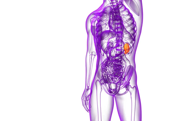 3d render medical illustration of the spleen — Stock Photo, Image