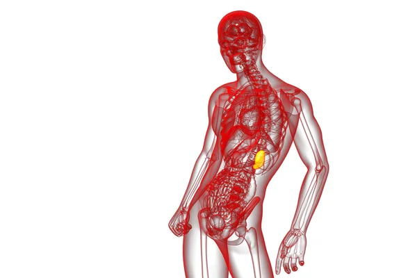 3d render medical illustration of the spleen — Stock Photo, Image
