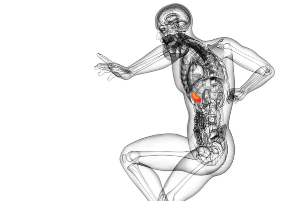 3d 렌더링 의료 일러스트 레이 션의 비장 — 스톡 사진