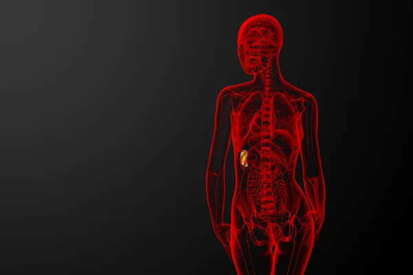 3D рендеринг медицинской иллюстрации селезенки — стоковое фото