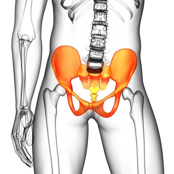 Ilustración médica 3D del hueso de la pelvis — Foto de Stock