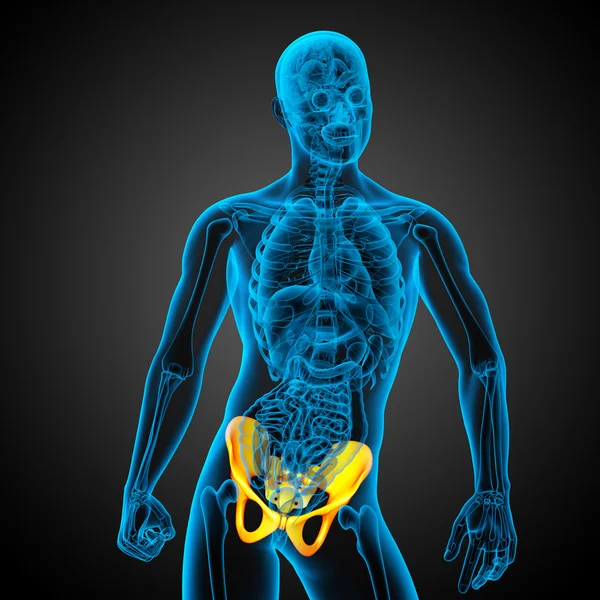 Illustrazione medica 3D dell'osso pelvico — Foto Stock