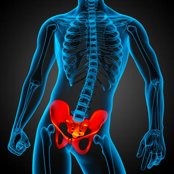 Illustrazione medica 3D dell'osso pelvico — Foto Stock