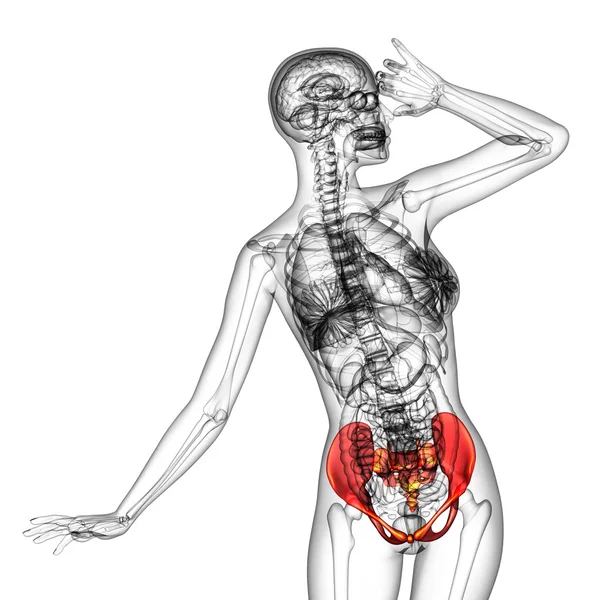 3D medicinsk illustration av bäckenbenet — Stockfoto