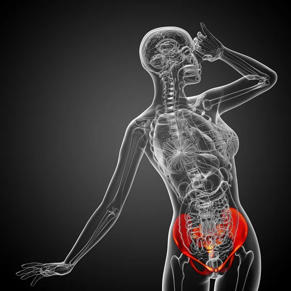 골반 뼈의 3 차원 의료 일러스트 — 스톡 사진