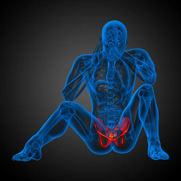 3D medicinsk illustration av bäckenbenet — Stockfoto