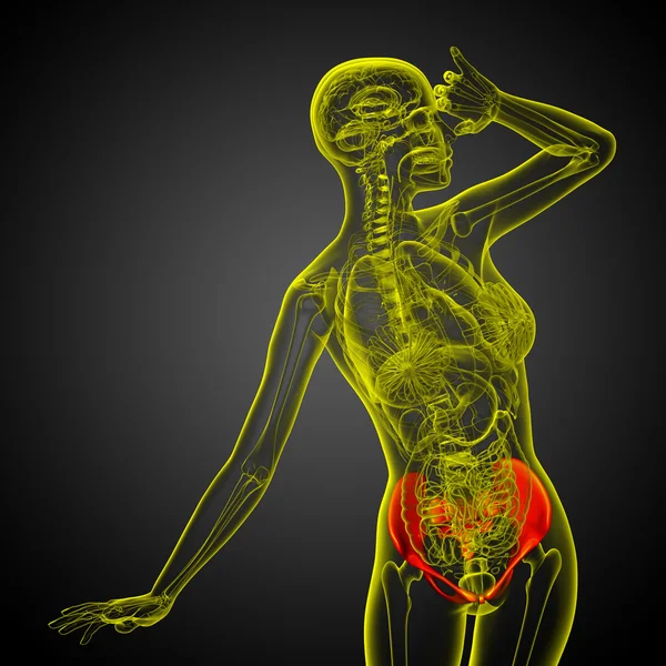 Illustrazione medica 3D dell'osso pelvico — Foto Stock