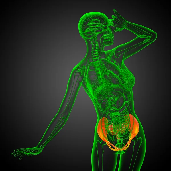 Ilustración médica 3D del hueso de la pelvis — Foto de Stock