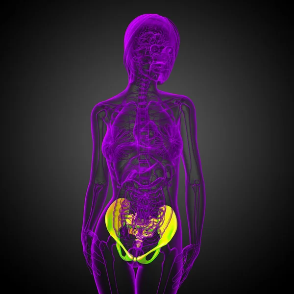 Leğen kemiğin tıbbi illüstrasyon