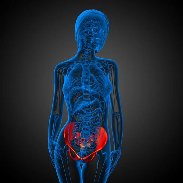 Leğen kemiğin tıbbi illüstrasyon