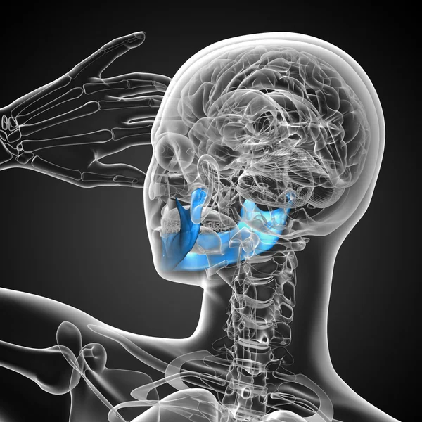 3D medicinsk illustration av käkbenet — Stockfoto