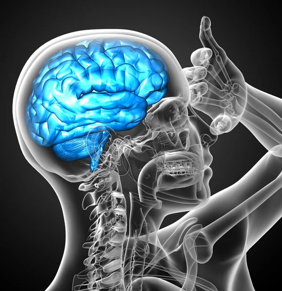 Beynin 3 boyutlu medikal çizimi