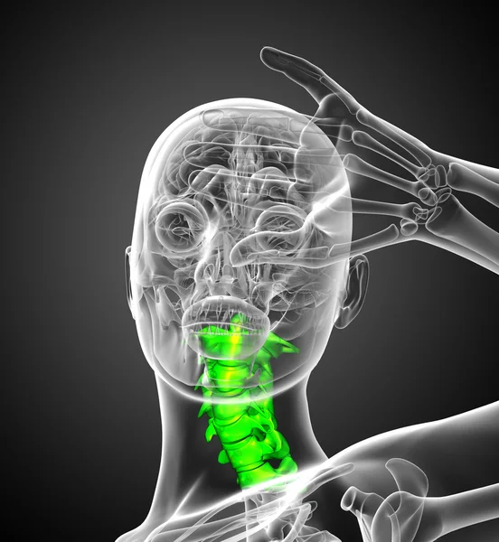 3d 渲染医学插图的颈椎 — 图库照片