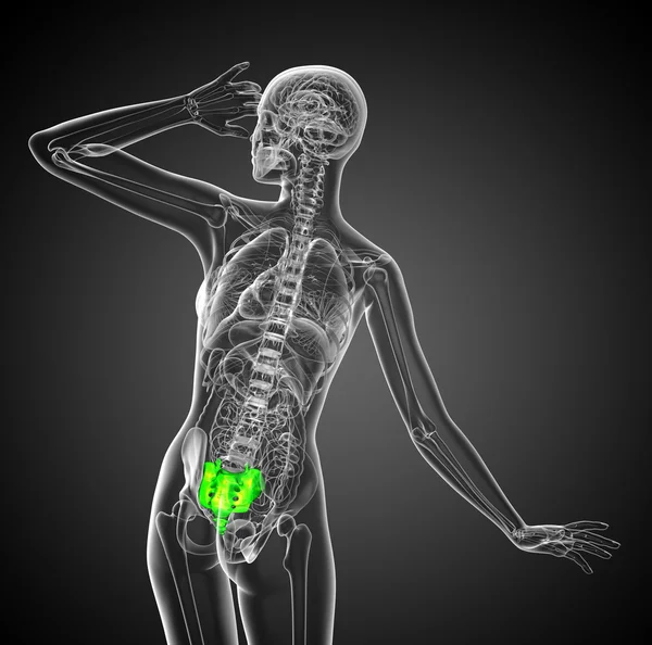 3D render medische illustratie van het vrouwelijke sacrum bot — Stockfoto