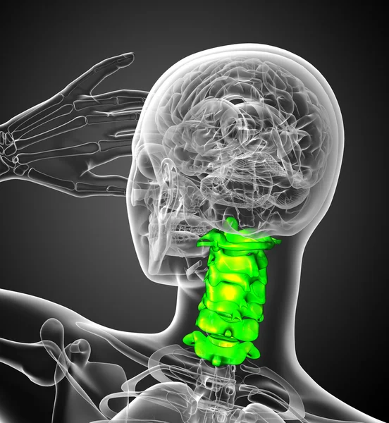 3d renderizar ilustração médica da coluna cervical — Fotografia de Stock