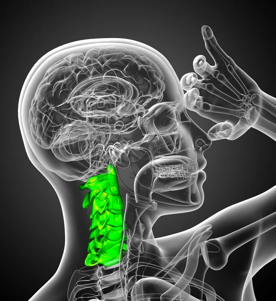 3d renderizar ilustração médica da coluna cervical — Fotografia de Stock