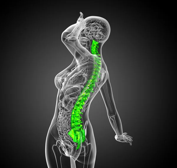 3D göra medicinsk illustration av den mänskliga ryggraden — Stockfoto