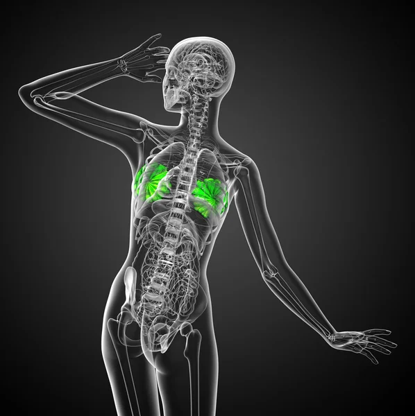 人間の胸の 3 d レンダリングの医療イラスト — ストック写真