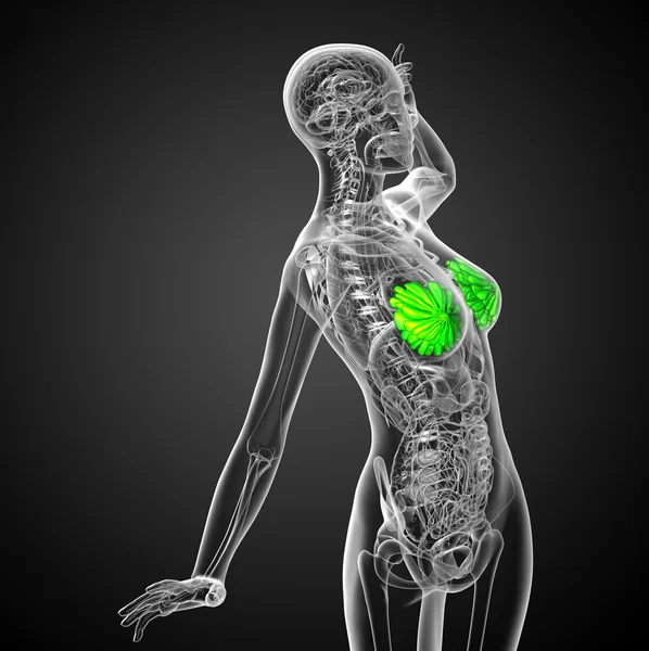 3D render Medikal illüstrasyon insan meme — Stok fotoğraf