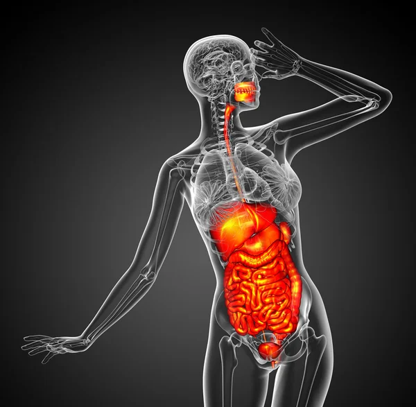 3d render medical illustration of the human digestive system — Stock Photo, Image