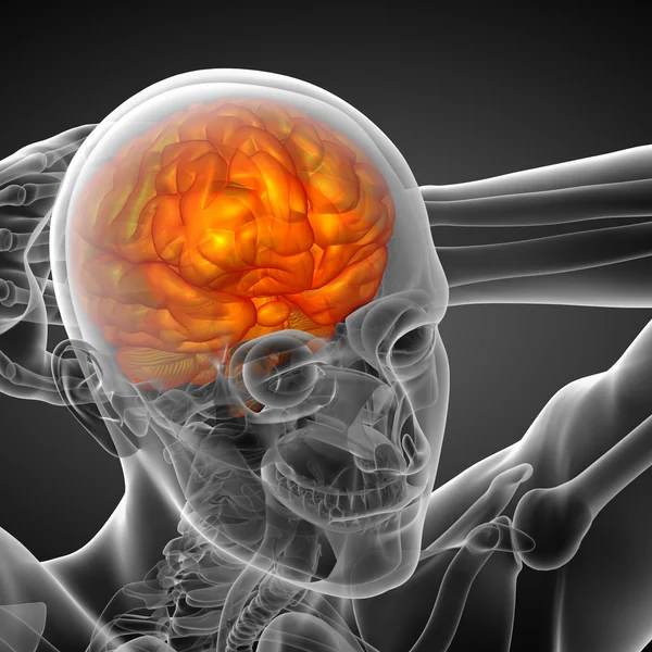 मस्तिष्क का 3 डी मेडिकल इलस्ट्रेशन — स्टॉक फ़ोटो, इमेज