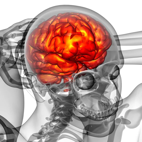 beyin tıbbi illüstrasyon  