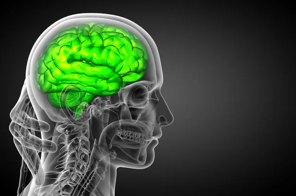 3D medische illustratie van de hersenen — Stockfoto