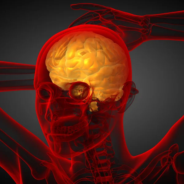 Ilustración médica 3D del cerebro —  Fotos de Stock