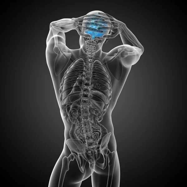 3D medicinsk illustration av hjärnan — Stockfoto