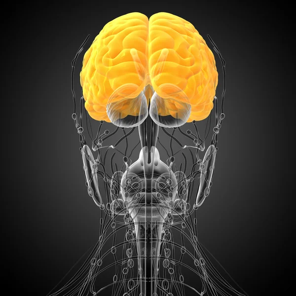 Beyin tıbbi illüstrasyon — Stok fotoğraf