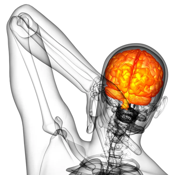 Ilustración médica 3D del cerebro —  Fotos de Stock