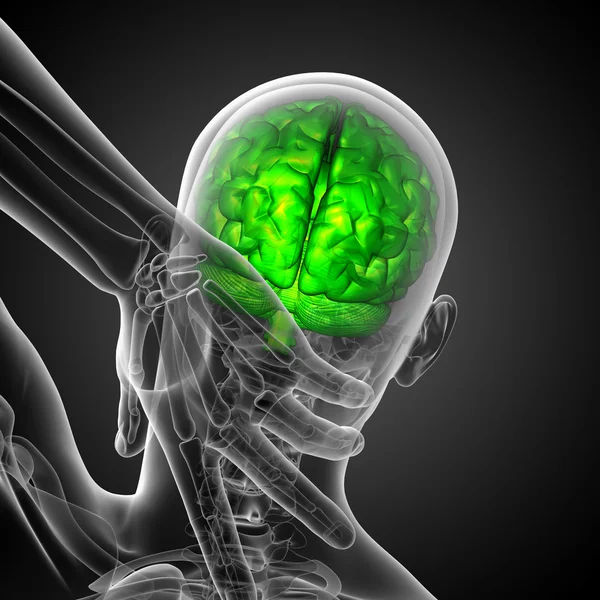 Ilustración médica 3D del cerebro — Foto de Stock
