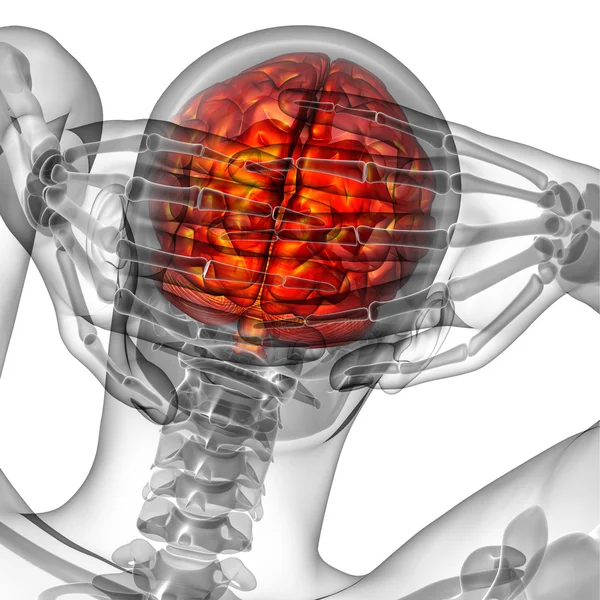 3D-medisinsk illustrasjon av hjernen – stockfoto