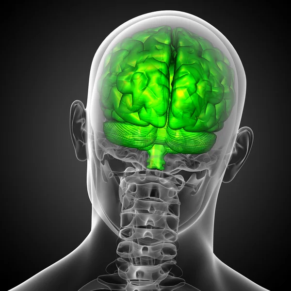 Illustration médicale 3D du cerveau — Photo