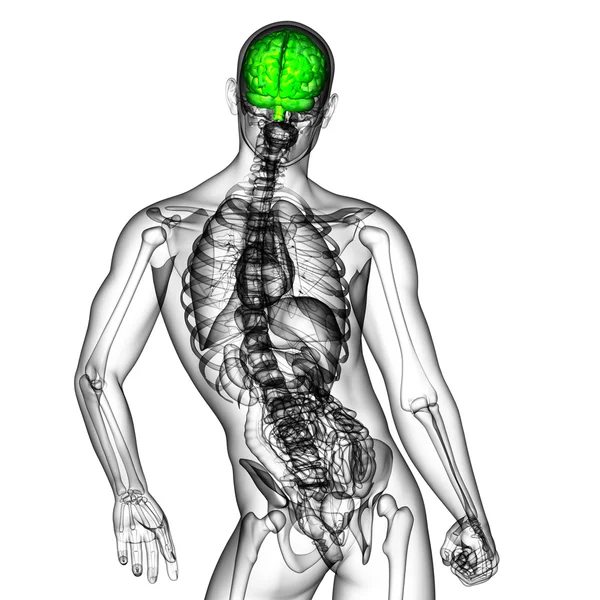 3D medical illustration of the brain — Stock Photo, Image