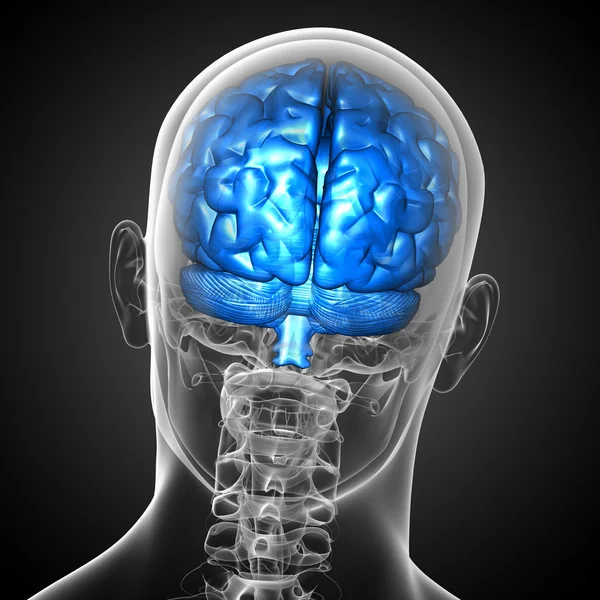 3D medical illustration of the brain — Stock Photo, Image